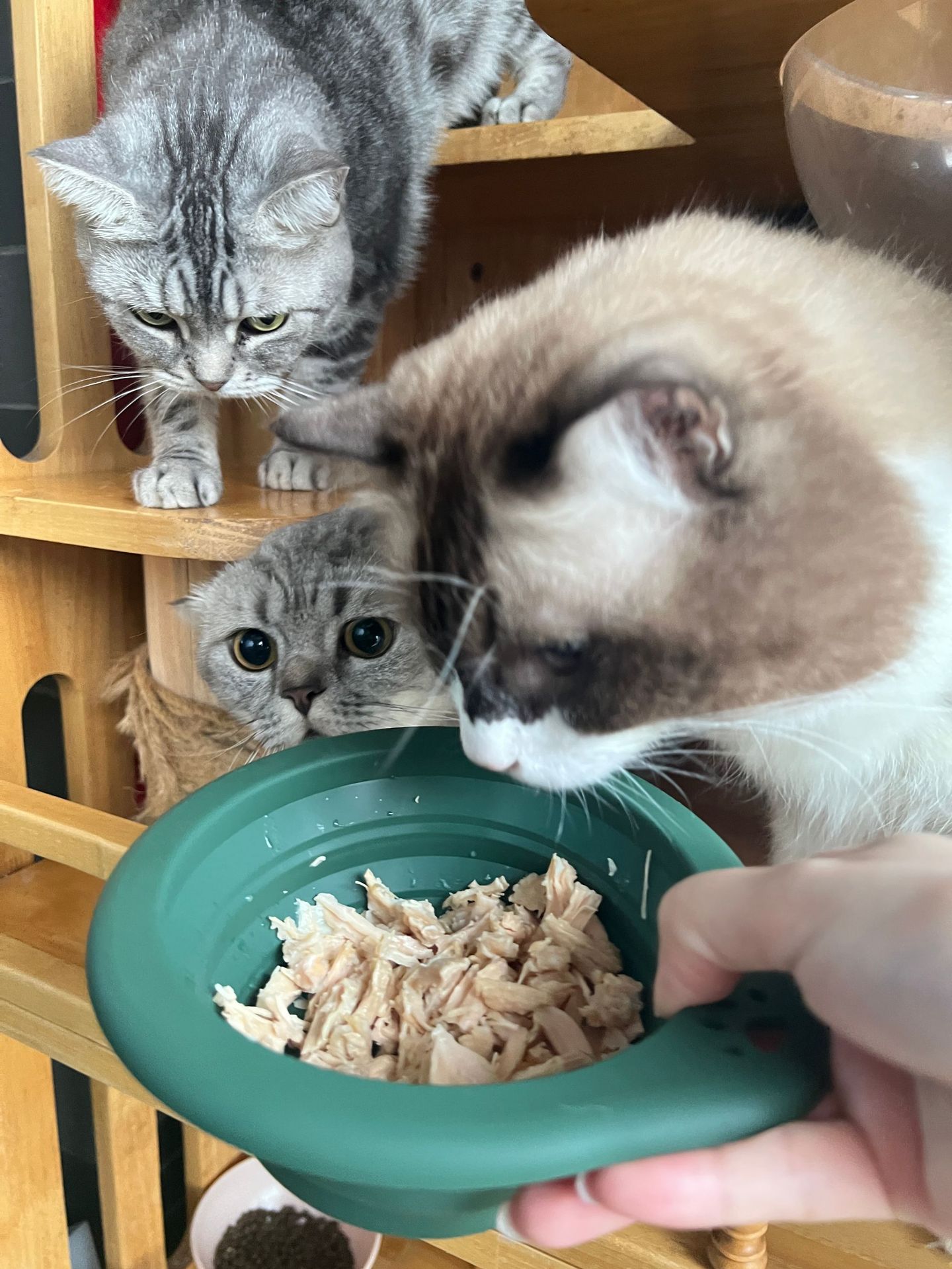 ポータブルシリコンペットボウル折りたたみラウンド食品水皿犬猫 - Travel Accessories Dog のレビューと価格